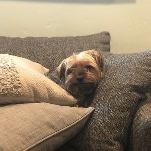 Meet your Posher, Mackenzie